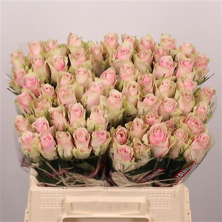 R-GR-PİNK-ATHENA-40CM