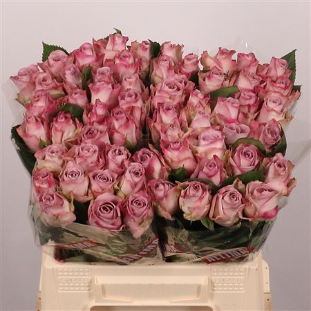 R-GR-MEMORY-LANE-50CM