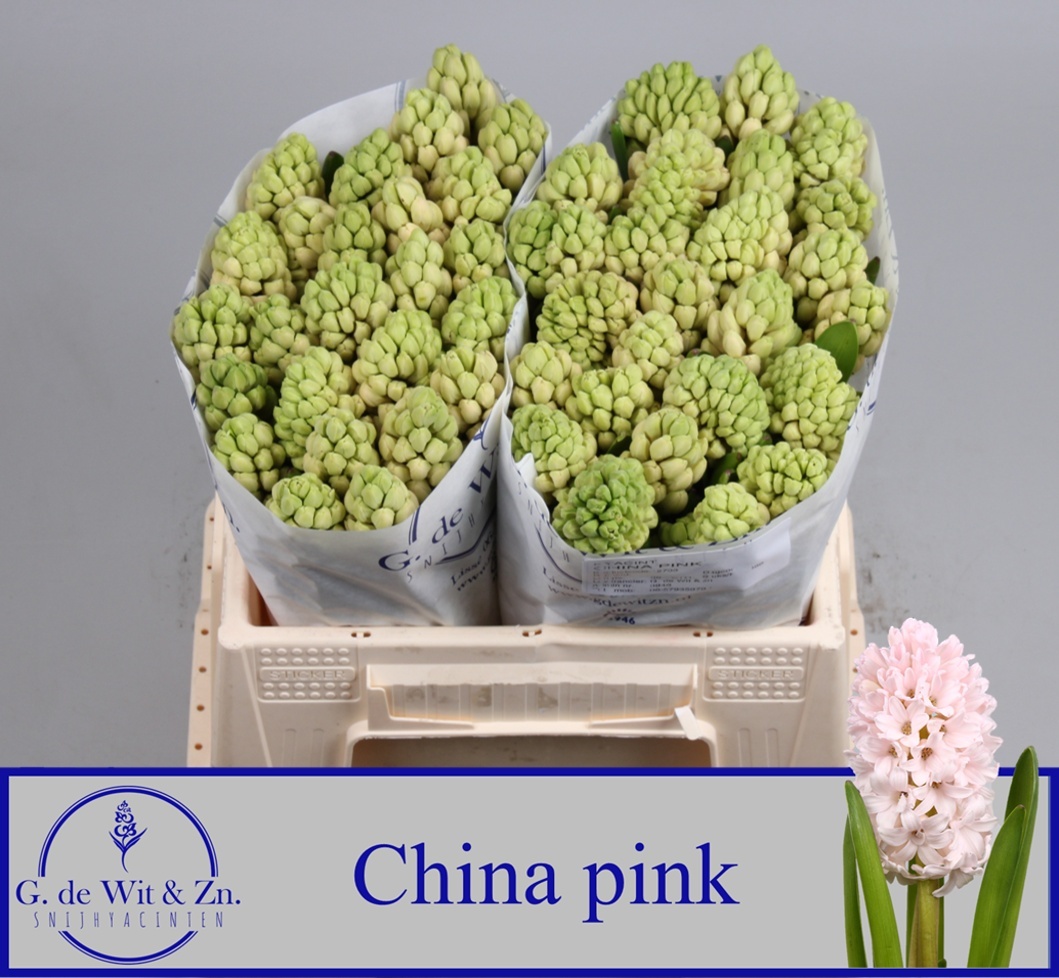 HYAC-CHINA-PINK