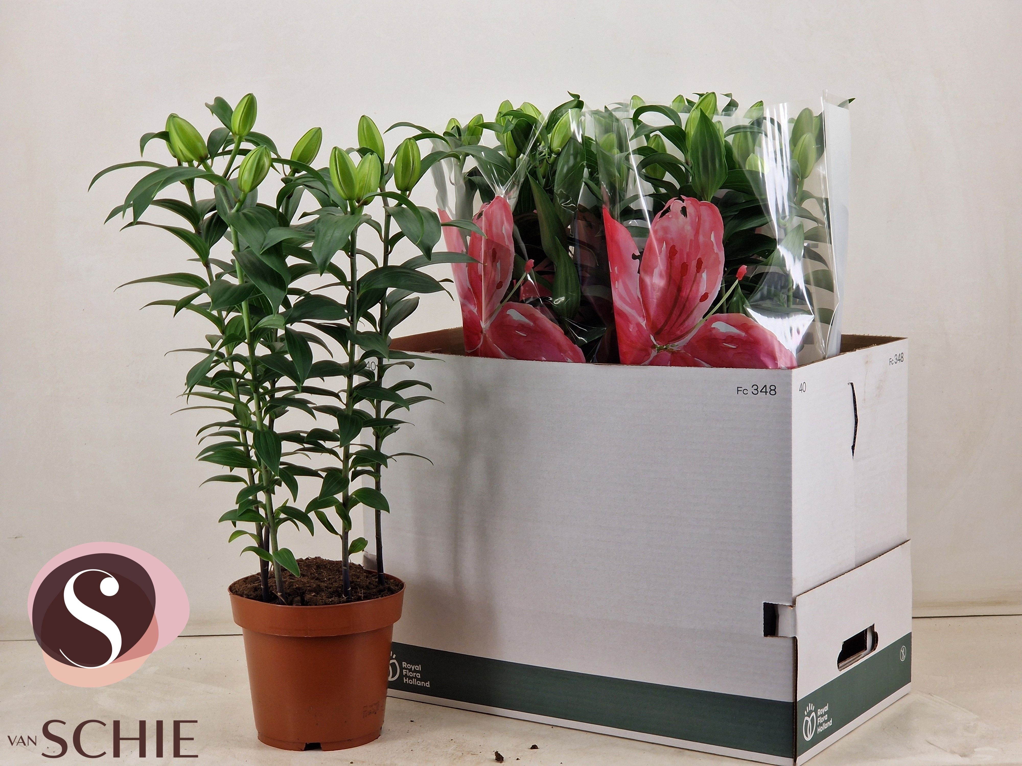 LİL-OR-PİNK-17CM-19CM