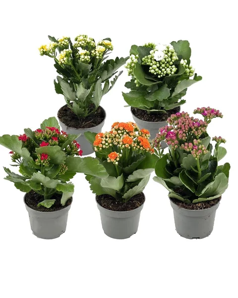 KALANCHOE-MİX-10.5CM