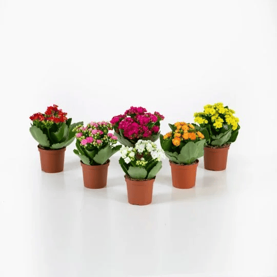 KALANCHOE-MİNİ-6CM