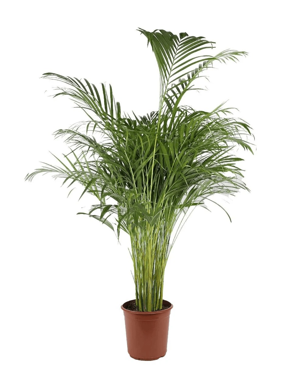 Areka Palmiyesi – Dypsis lutescens 21 cm Saksı