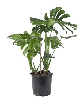 Deve Tabanı Bitkisi – Monstera 21 cm Saksı