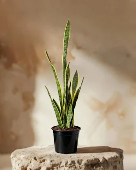 Paşa Kılıcı – Sansevieria Laurentii 21 Cm