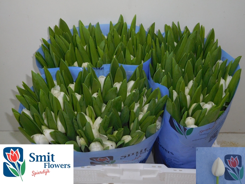 TU-EN-ROYAL-VIRGIN-37CM