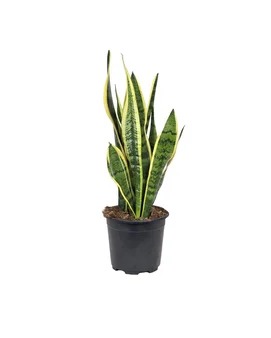 Paşa Kılıcı – Sansevieria Laurentii 17 Cm